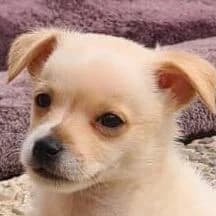 Miro, male puppy Mixed Breed for adoption at Viva la Hund, Nettersheim