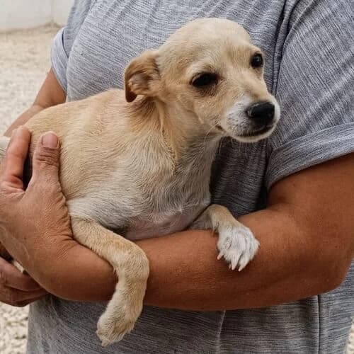 Miro, male puppy Mixed Breed for adoption at Viva la Hund, Nettersheim