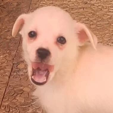 Miska, female puppy Mixed Breed for adoption at Viva la Hund, Nettersheim