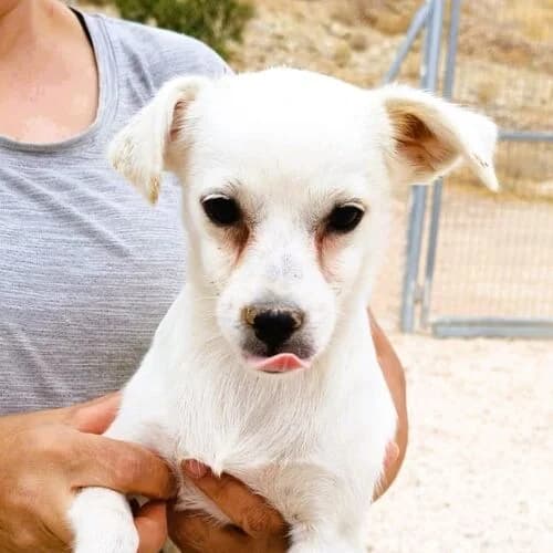 Miska, female puppy Mixed Breed for adoption at Viva la Hund, Nettersheim