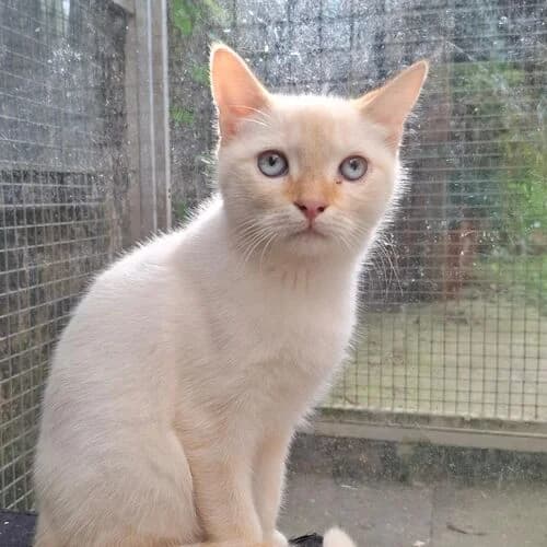 Moira, European Shorthair for adoption at Viva la Hund, Nettersheim