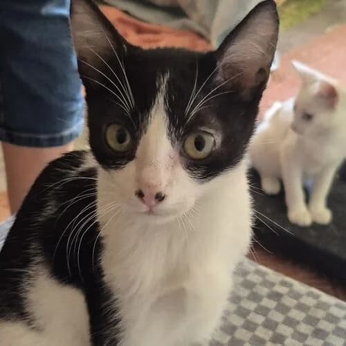 Monday, puppy European Shorthair for adoption at Viva la Hund, Nettersheim