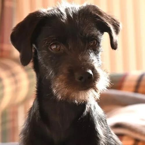 Monja, female young Mixed Breed for adoption at Viva la Hund, Nettersheim
