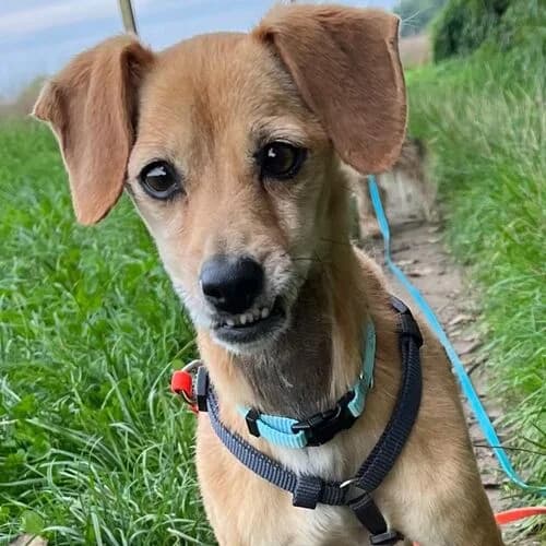 Nana, female young Mixed Breed for adoption at Viva la Hund, Nettersheim