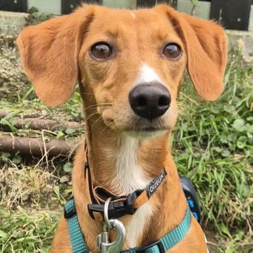 Nutella, female young Mixed Breed for adoption at Viva la Hund, Nettersheim