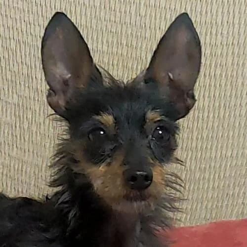 Pepa, female 3yo Mixed Breed for adoption at Viva la Hund, Nettersheim