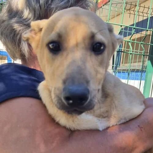 Pepe, male puppy Mixed Breed for adoption at Viva la Hund, Nettersheim
