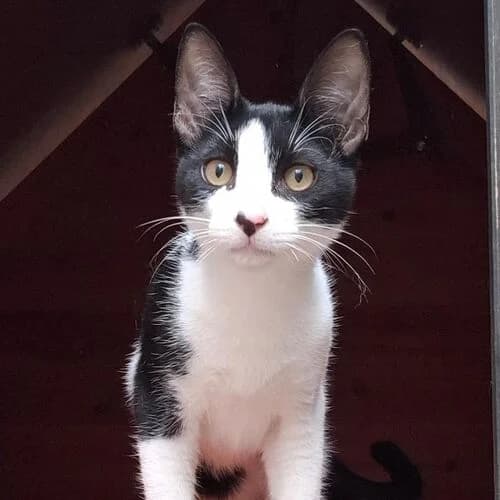 Peter Pan, European Shorthair for adoption at Viva la Hund, Nettersheim