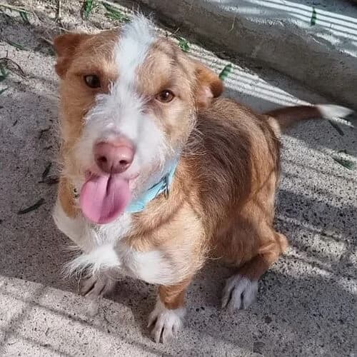 Poldi, male young Mixed Breed for adoption at Viva la Hund, Nettersheim