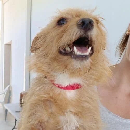 Raton, male 5yo Mixed Breed for adoption at Viva la Hund, Nettersheim