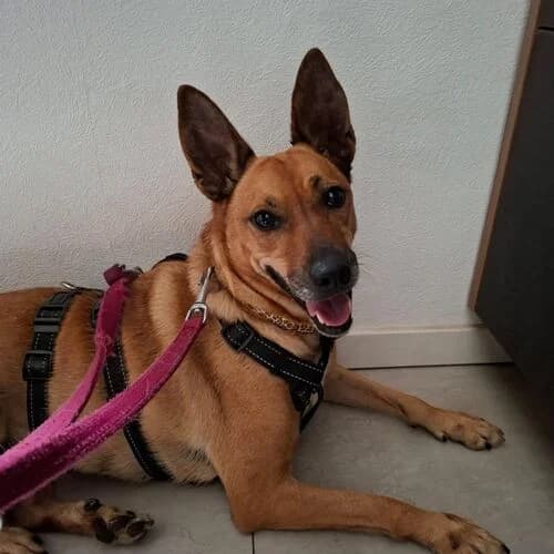 Rieke, female 5yo Mixed Breed for adoption at Viva la Hund, Nettersheim