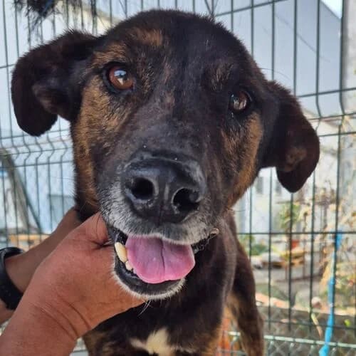 Rufio, male 7yo Mixed Breed for adoption at Viva la Hund, Nettersheim