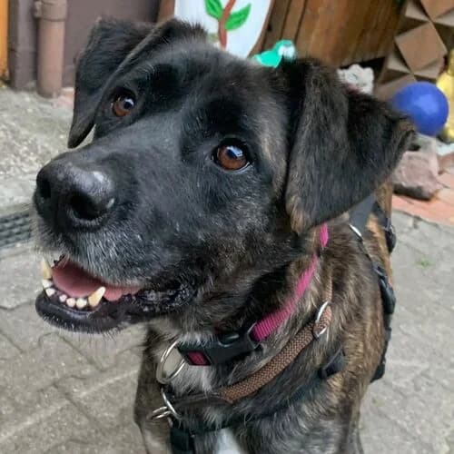 Rufio, male 7yo Mixed Breed for adoption at Viva la Hund, Nettersheim