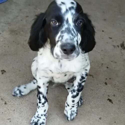 Samu, male puppy mixed breed for adoption at Viva la Hund, Nettersheim