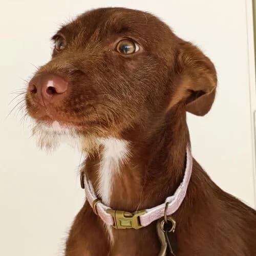 Saul, male puppy Mixed Breed for adoption at Viva la Hund, Nettersheim