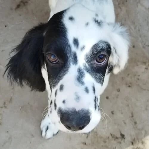 Selma, female puppy mixed breed for adoption at Viva la Hund, Nettersheim