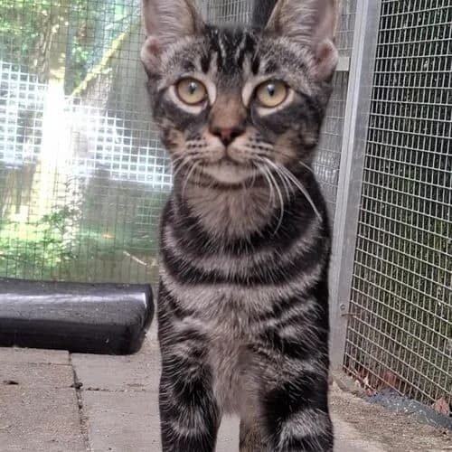 Smee, European Shorthair for adoption at Viva la Hund, Nettersheim