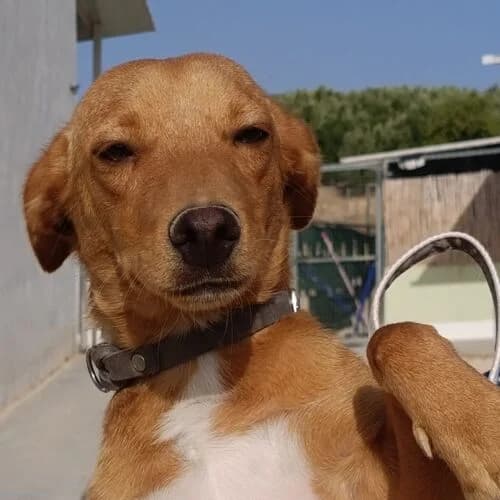 Tano, male young Mixed Breed for adoption at Viva la Hund, Nettersheim