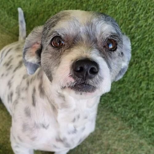 Tareco, male 5yo Mixed Breed for adoption at Viva la Hund, Nettersheim