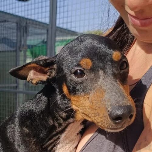 Tiko, male puppy Mixed Breed for adoption at Viva la Hund, Nettersheim