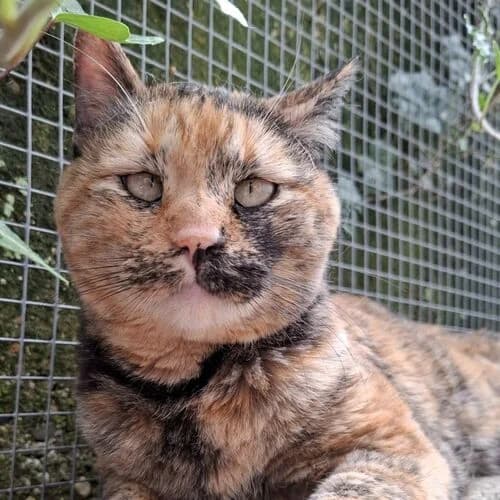 Trixie, senior European Shorthair for adoption at Viva la Hund, Nettersheim