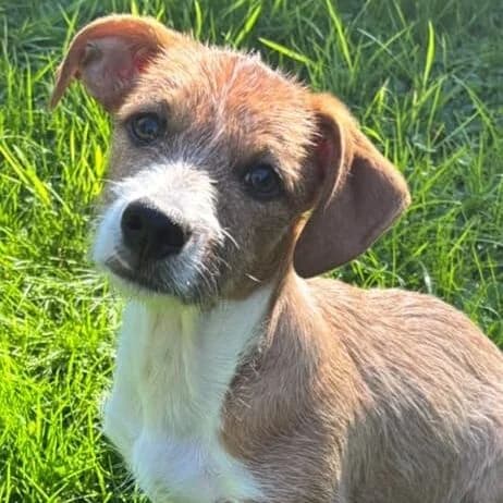 Emil, male puppy Mixed Breed for adoption at Viva la Hund, Nettersheim