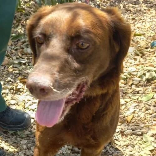 Will, male 4yo Labrador Retriever for adoption at Viva la Hund, Nettersheim