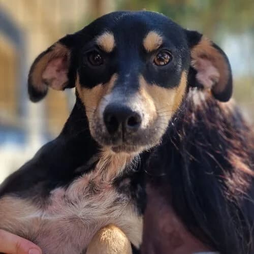 Zorro, male puppy Mixed Breed for adoption at Viva la Hund, Nettersheim