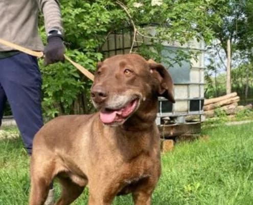 LudΓ³, male 6yo Vizsla for adoption at Vizsla in Not e.V.