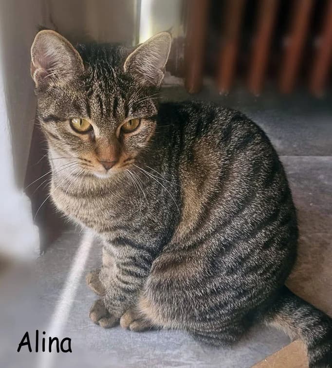 Alina, puppy Mixed Breed for adoption at VKN Wiesbaden e.V.