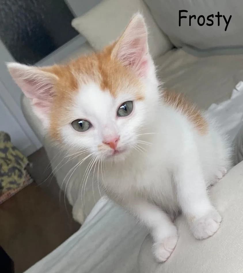 Frosty ist ein niedliches Katerchen, puppy Mixed Breed for adoption at VKN Wiesbaden e.V.