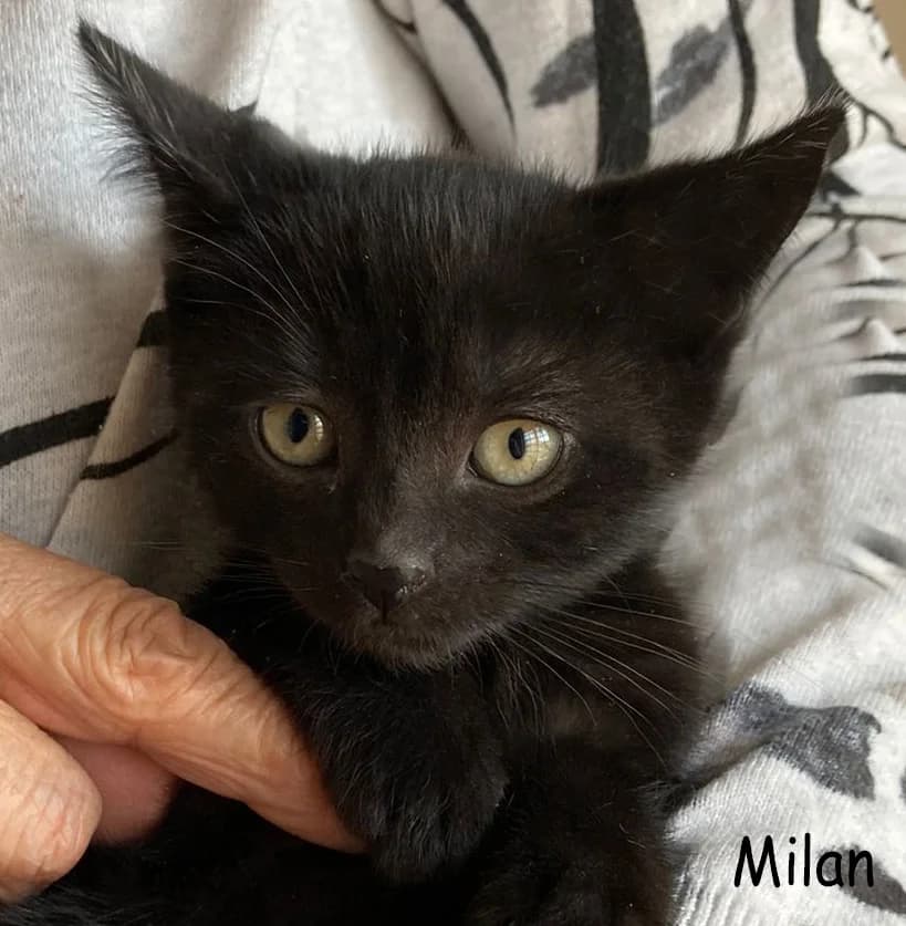 Milan, puppy Mixed Breed for adoption at VKN Wiesbaden e.V.