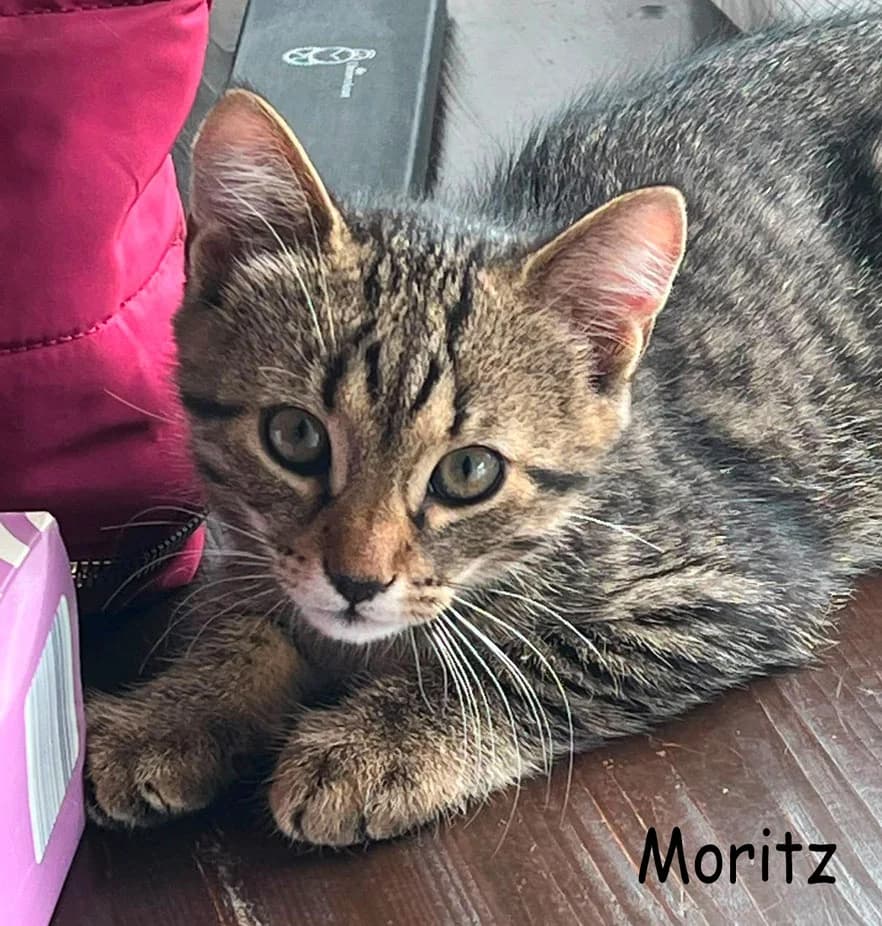 Moritz, puppy Mixed Breed for adoption at VKN Wiesbaden e.V.