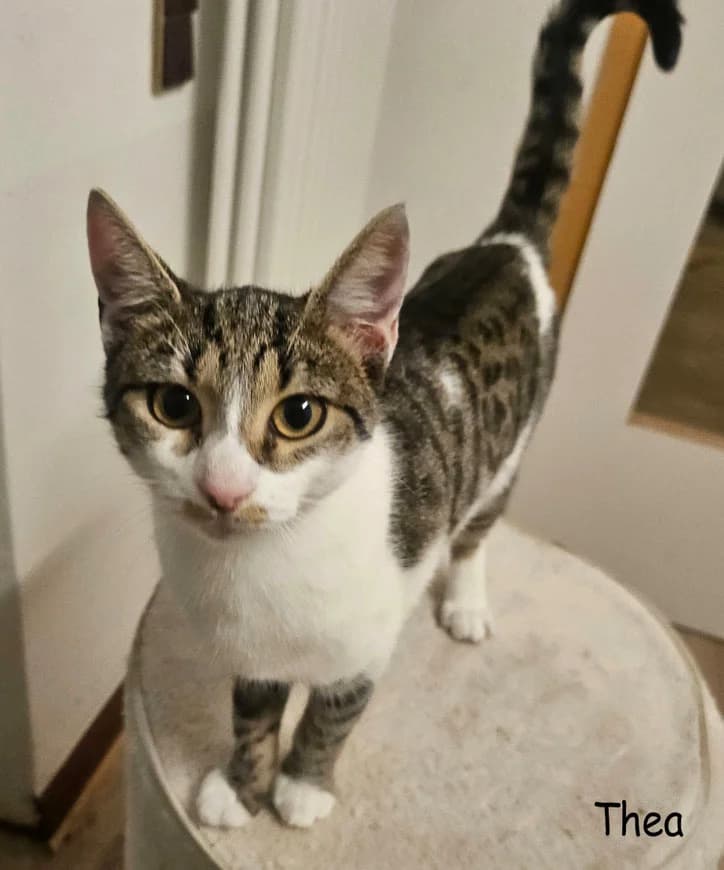 Thea ist eine Kuschelkatze, puppy Mixed Breed for adoption at VKN Wiesbaden e.V.