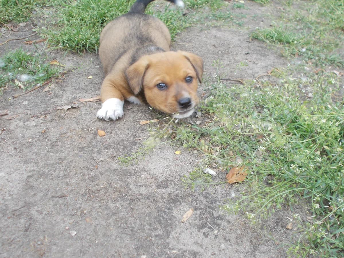 Welpenvermittlung, male Mixed Breed for adoption at Vogelgnadenhof und Altenheim für Tiere, Berlin