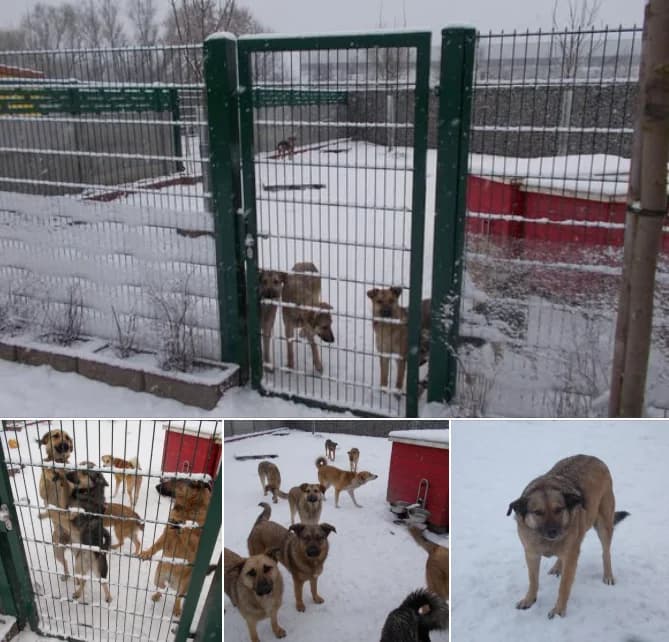 Schneeliebhaber aus Rumänien, young Mixed Breed for adoption at Vogelgnadenhof und Altenheim für Tiere, Berlin