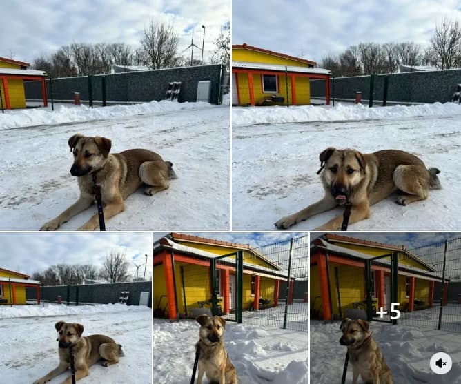Zuhause gesucht für Senta, female young Mixed Breed for adoption at Vogelgnadenhof und Altenheim für Tiere, Berlin