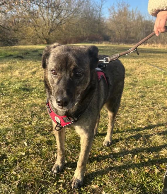 Zuhause gesucht für Olaf, male 4yo Mixed Breed for adoption at Vogelgnadenhof und Altenheim für Tiere, Berlin