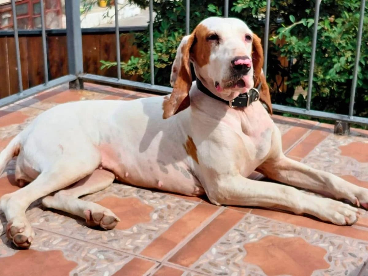 Senda, weiß/orange female 4yo mixed breed for adoption at Waisenhunde e.V., Wöllstadt