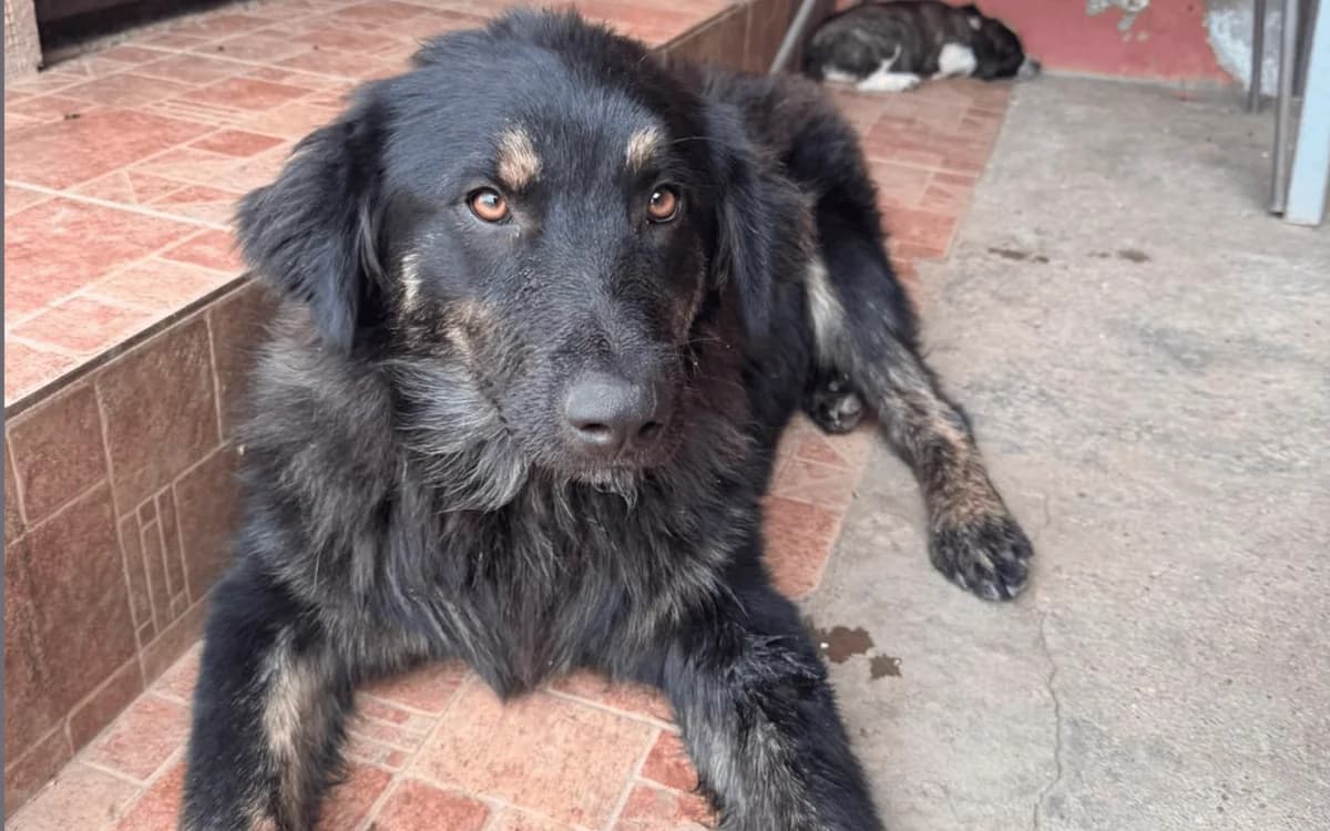 Santos, schwarz/braun male puppy Mixed Breed for adoption at Waisenhunde e.V., Wöllstadt