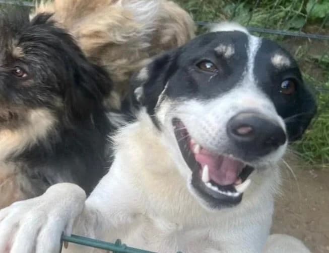 Lola, schwarz/weiß female 3yo Mixed Breed for adoption at Waisenhunde e.V., Wöllstadt