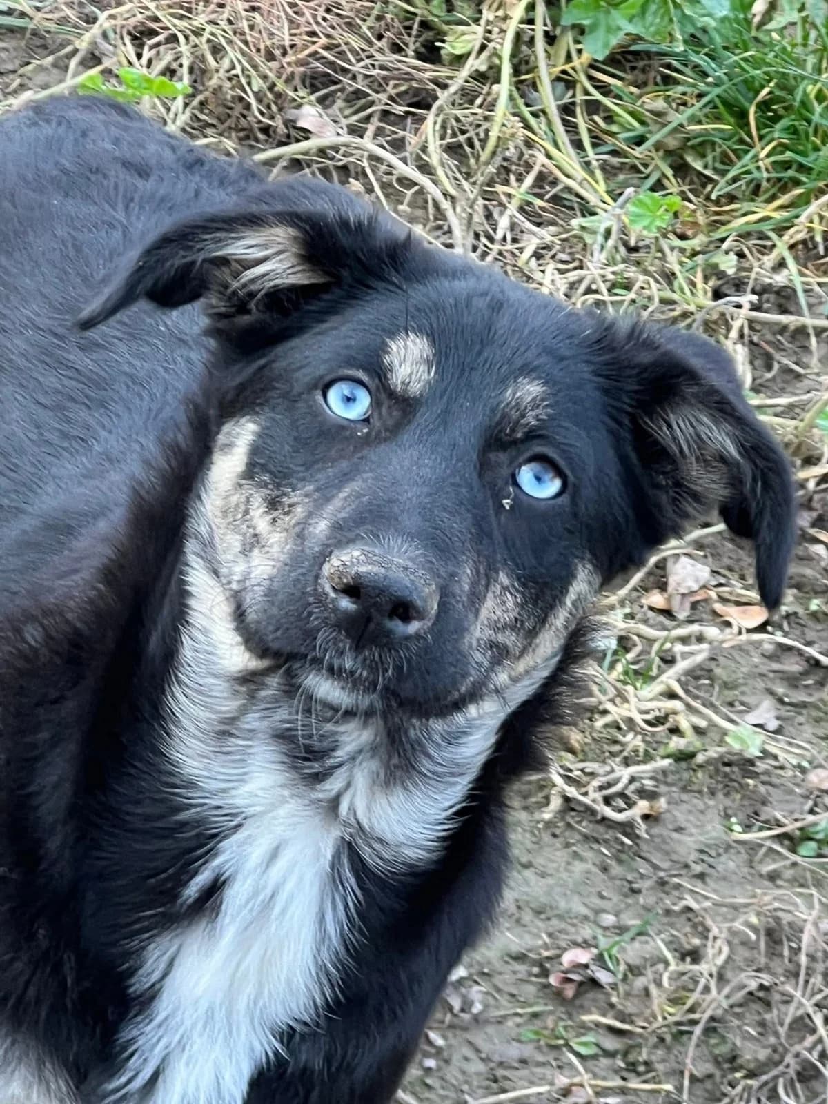 Aurora, tricolor female young Mixed Breed for adoption at Waisenhunde e.V., Wöllstadt