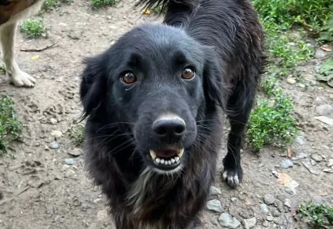 Lina, schwarz mit etwas weiß female 4yo Mixed Breed for adoption at Waisenhunde e.V., Wöllstadt
