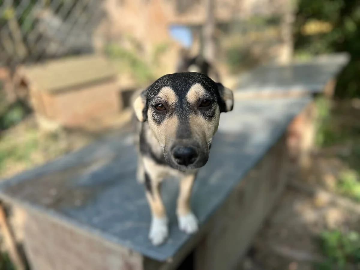 Josey, tricolor female young Mixed Breed for adoption at Waisenhunde e.V., Wöllstadt