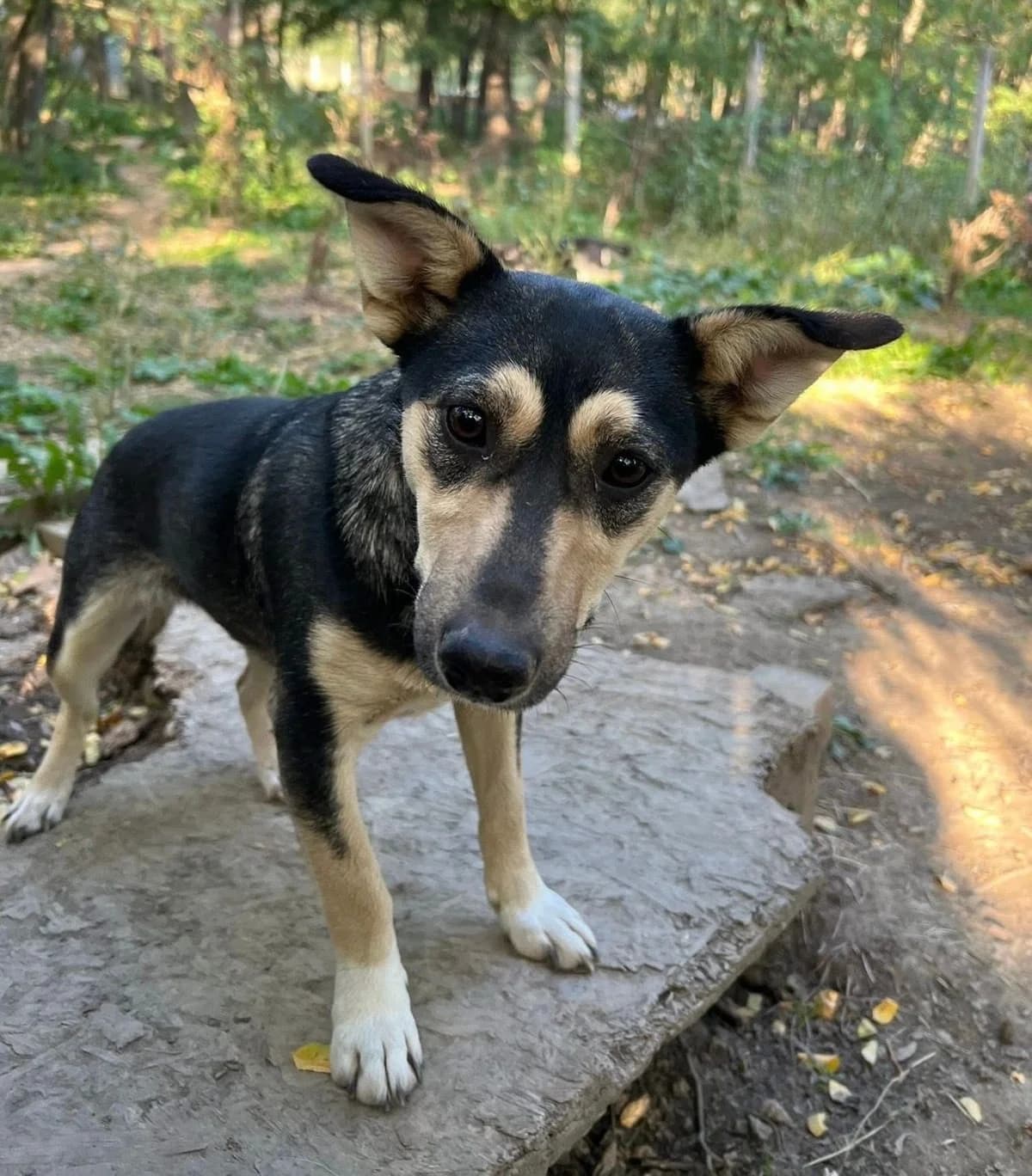 Rosalie, tricolor female young Mixed Breed for adoption at Waisenhunde e.V., Wöllstadt
