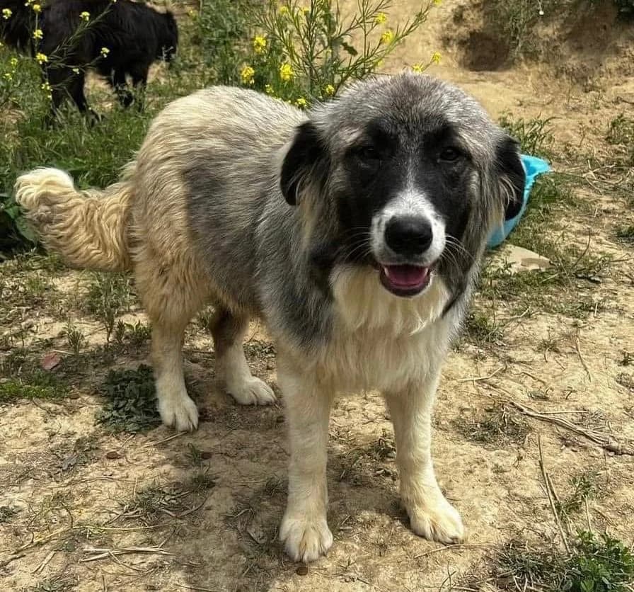 Luna, tricolor female 4yo Mixed Breed for adoption at Waisenhunde e.V., Wöllstadt