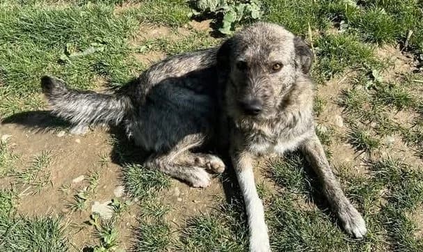 Elliot, hellbraun-brau male 5yo Mixed Breed for adoption at Waisenhunde e.V., Wöllstadt