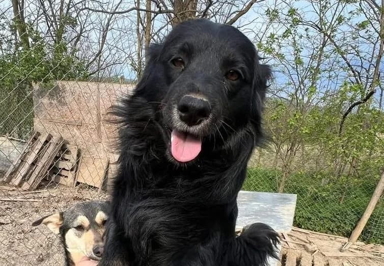 Bobby, schwarz male young Mixed Breed for adoption at Waisenhunde e.V., Wöllstadt