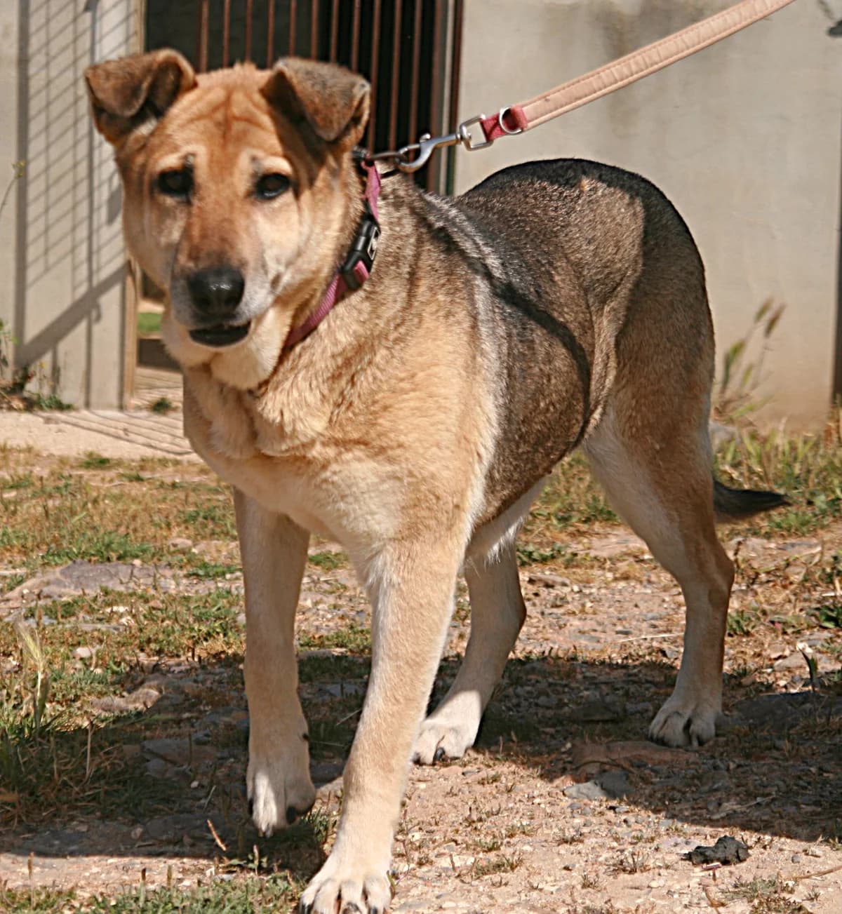 Ama, weiß-braun-schwarz female senior German Shepherd for adoption at Waisenhunde e.V., Wöllstadt