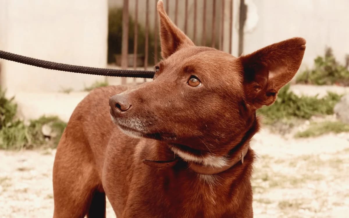 Momoh, Schokobraun male 3yo Mixed Breed for adoption at Waisenhunde e.V., Wöllstadt